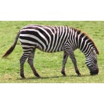 Zebra Mare - Schleich 14810 